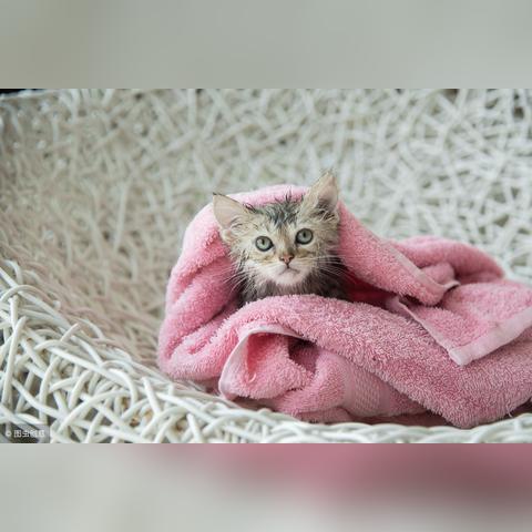 (猫咪大战争官网下载最新版本)欢迎访问猫咪大战争官网下载:火爆游戏等你来战! (猫咪大战争官网下载最新版本)欢迎访问猫咪大战争官网下载:火爆游戏等你来战!