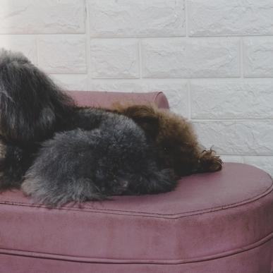 搞笑萌宠大乱斗:可爱宠物们展开疯狂对战,笑料百出,谁能笑到最后?