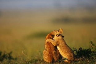 (小动物调皮可爱萌图)超有趣!调皮小动物秘籍大全,搭配教程让你眼前一亮 (小动物调皮可爱萌图)超有趣!调皮小动物秘籍大全,搭配教程让你眼前一亮