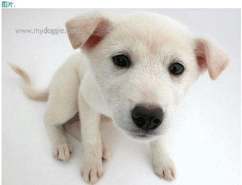 (狗狗特工队动画片人物)狗狗特工队人物:发挥特长,合作无间,共同保护世界的守护者 (狗狗特工队动画片人物)狗狗特工队人物:发挥特长,合作无间,共同保护世界的守护者