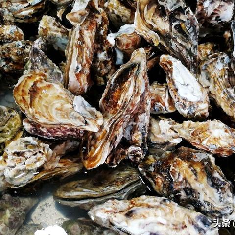 (怎样蒸皮皮虾好吃窍门)如何正确蒸煮皮皮虾才能保持鲜嫩口感和最佳风味