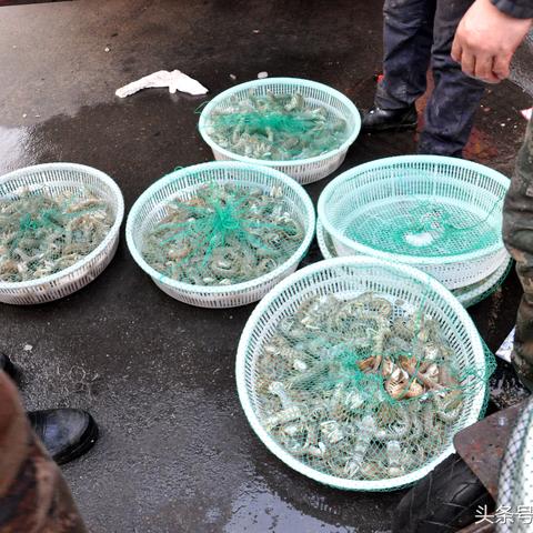 (怎样蒸皮皮虾好吃窍门)如何正确蒸煮皮皮虾才能保持鲜嫩口感和最佳风味 (怎样蒸皮皮虾好吃窍门)如何正确蒸煮皮皮虾才能保持鲜嫩口感和最佳风味