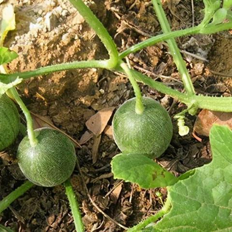 (如何用鹅卵石做工艺品?)用鹅卵石打造独特工艺品，展现大自然的美丽与神秘