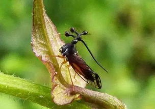 (神奇的变异生物:会吸血的蝴蝶是真实存在的吗)神奇的变异生物:会吸血的蝴蝶是真实存在的吗?