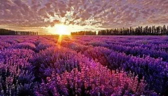 (紫藤花开陈瑞演唱歌曲)班得瑞《紫藤花开》,揭秘绝美花海下的动人故事 (紫藤花开陈瑞演唱歌曲)班得瑞《紫藤花开》,揭秘绝美花海下的动人故事