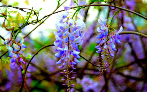 (紫藤花开陈瑞演唱歌曲)班得瑞《紫藤花开》,揭秘绝美花海下的动人故事 (紫藤花开陈瑞演唱歌曲)班得瑞《紫藤花开》,揭秘绝美花海下的动人故事