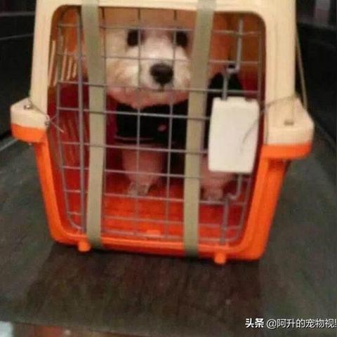 (狗 地铁)勇敢的狗狗突击地铁逃生，引发众人暖心感动