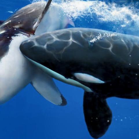 人类并非仅仅是从进化而来,还有其他更复杂的起源和演变过程存在。 人类并非仅仅是从进化而来,还有其他更复杂的起源和演变过程存在。