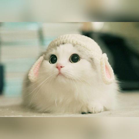 探讨猫咪主题成人最新地域网名取法：以地理文化为创新灵感，打造个性化网络身份标识