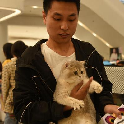 探讨猫咪主题成人最新地域网名取法：以地理文化为创新灵感，打造个性化网络身份标识