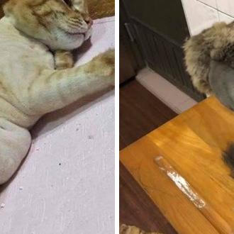 探讨猫咪主题成人最新地域网名取法：以地理文化为创新灵感，打造个性化网络身份标识