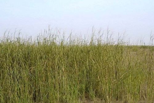 (外来物种入侵对当地生态环境的影响案例)陆地的入侵：揭秘外来物种对地球生态系统的危害和影响