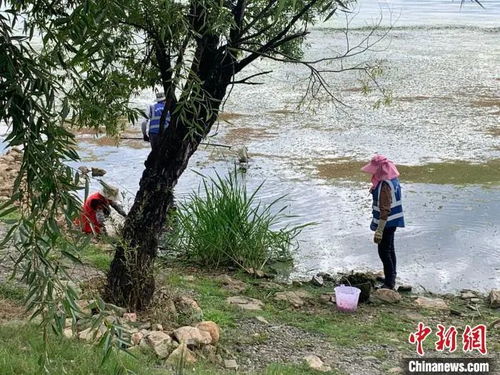 (外来物种入侵对当地生态环境的影响案例)陆地的入侵：揭秘外来物种对地球生态系统的危害和影响