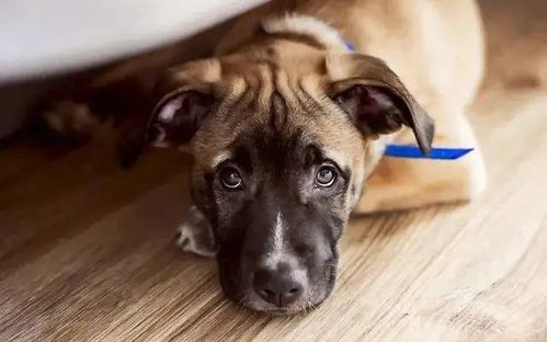 狗狗呼叫喵星无限钻石版：探索萌宠世界，开启无尽冒险的新篇章